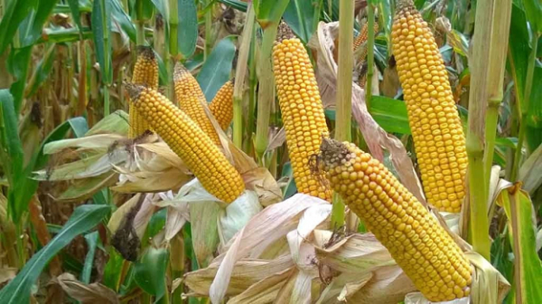 BECEAO: La production de maïs est estimée à 977,3 mille tonnes en 2022
