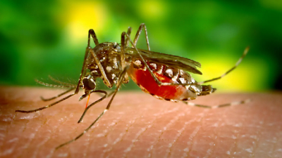 Snaté: Des cas de dengue enregistrés au Togo. La population invitée à éviter la piqure de moustiques en dormant sous moustiquaires imprégnées