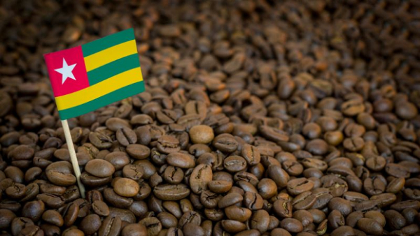 Filière Café: les revenus des producteurs augmentent grâce aux actions de l’État togolais