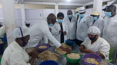 Togo: « Cajou du Centre », le dynamisme d'une usine de transformation de l’anacarde à Sokodé