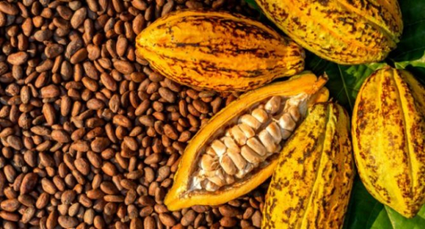 La Côte d&#039;Ivoire va transformer 49% de son cacao d&#039;ici fin 2023