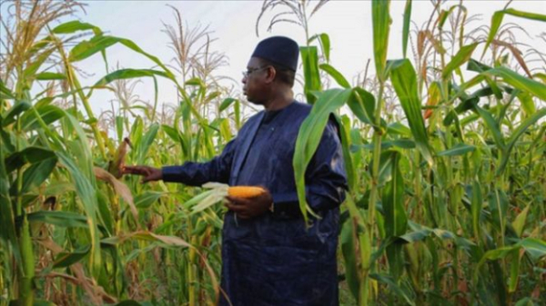 Sénégal: Le gouvernement débloquera 100 milliards Fcfa pour la campagne agricole 2023/2024