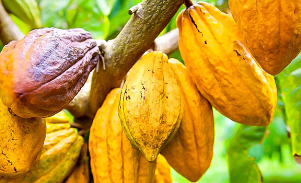 Le Cameroun prend les rênes du Conseil international du cacao pour la campagne 2024-2025