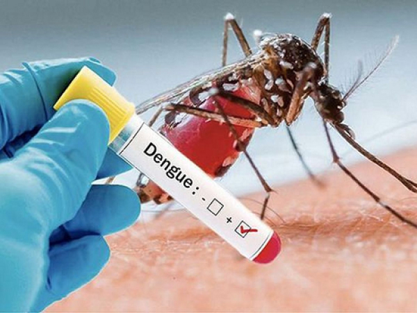 Dengue ou paludisme. Comment distinguer les maladies transmises par les moustiques?