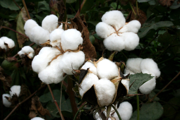 Filière Coton : Le Mali pourrait reprendre sa place de premier producteur de coton continental