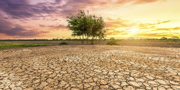 Dérèglements climatiques : Le Togo met le cap sur la reforestation, la mobilité verte, les énergies renouvelables