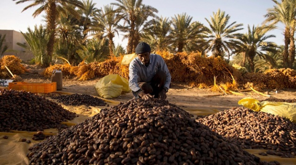 L&#039;Égypte premier producteur de dattes au monde avec près de 2 millions de tonnes par an