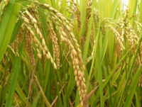 Filière du riz : Le Togo veut couvrir la demande nationale à l&#039;horizon 2030