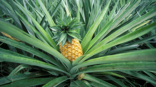 Filière ananas: Les producteurs togolais améliorent leurs revenus