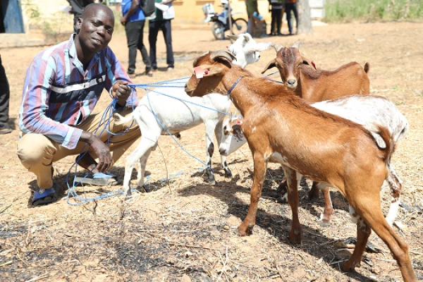 FSRP : géniteurs ovins caprins acquis et distribués aux éleveurs de petits ruminants de la région des savanes