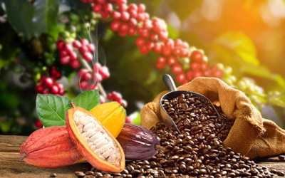 Filières Café - cacao: Les nouveaux prix au Togo du 1er au 15 janvier 2023