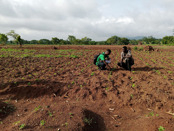 Sécurité alimentaire: Les performances pour les producteurs sur les Zaap se concrétisent au Togo