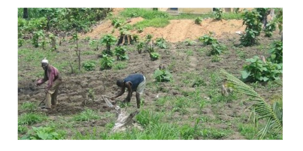 Le Togo peut-il finalement se passer de l&#039;agriculture ?