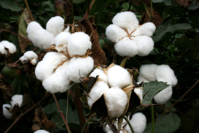 Filière coton : 70.000 tonnes récoltés en 2023-2024 au Togo
