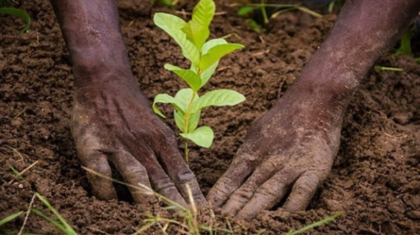 Reboisement : 1 915 204 nouveaux plants mis en terre pour revivre l&#039;environnement togolais