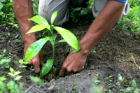 Togo : Le gouvernement annonce un record de 19,5 millions d&#039;arbres plantés pour sauvegarder l&#039;environnement