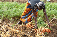 Égalité d’accès aux terres cultivables: Le Togo engagé pour l&#039;émancipation des femmes rurales