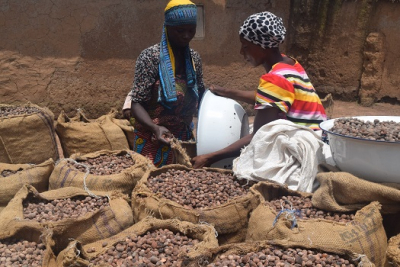Karité : $1,3 million pour la résilience climatique au Burkina Faso et au Togo