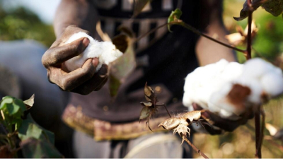Togo/Filière coton: La NSCT et les producteurs du coton trouvent un terrain d'entente et un climat de confiance pour la campagne 2023-2024