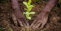 Environnement: Le Togo a besoin de 45 milliards FCFA pour reboiser 100 millions de plants par an